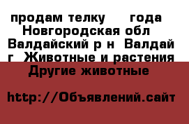 продам телку 1.5 года - Новгородская обл., Валдайский р-н, Валдай г. Животные и растения » Другие животные   